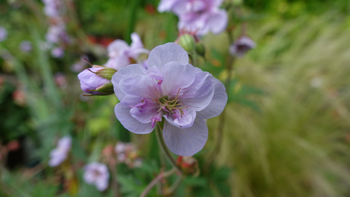 Geranium pratense 'Summer Skies'