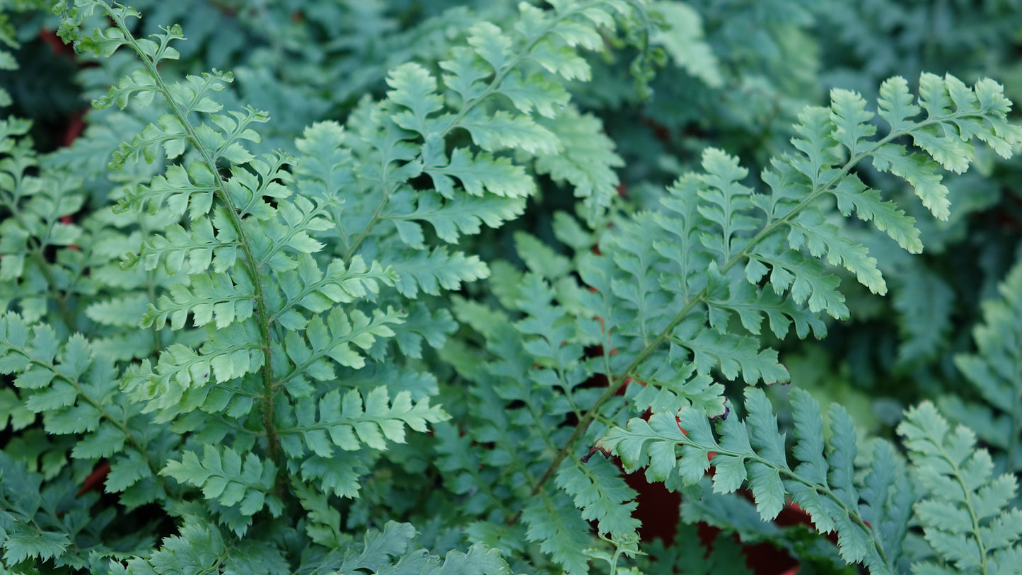 Polystichum setiferum