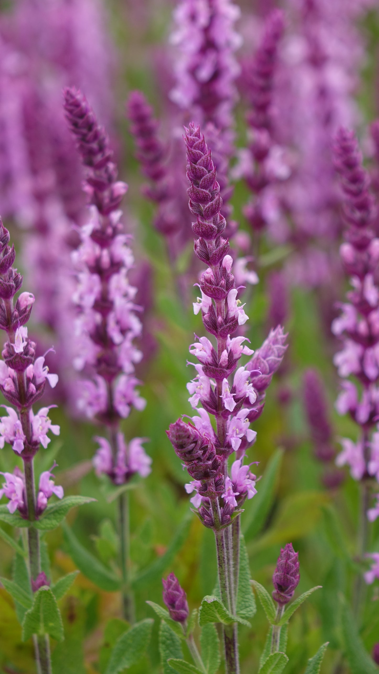 Salvia 'Sensation Pink'