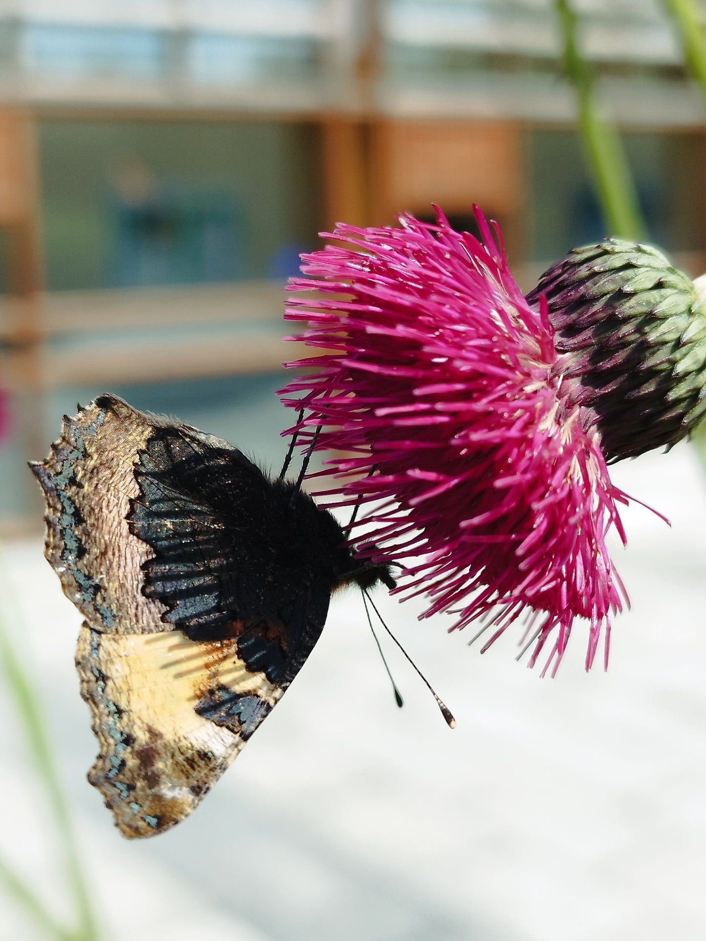 Cirsium riv ‘Atropurpurea’