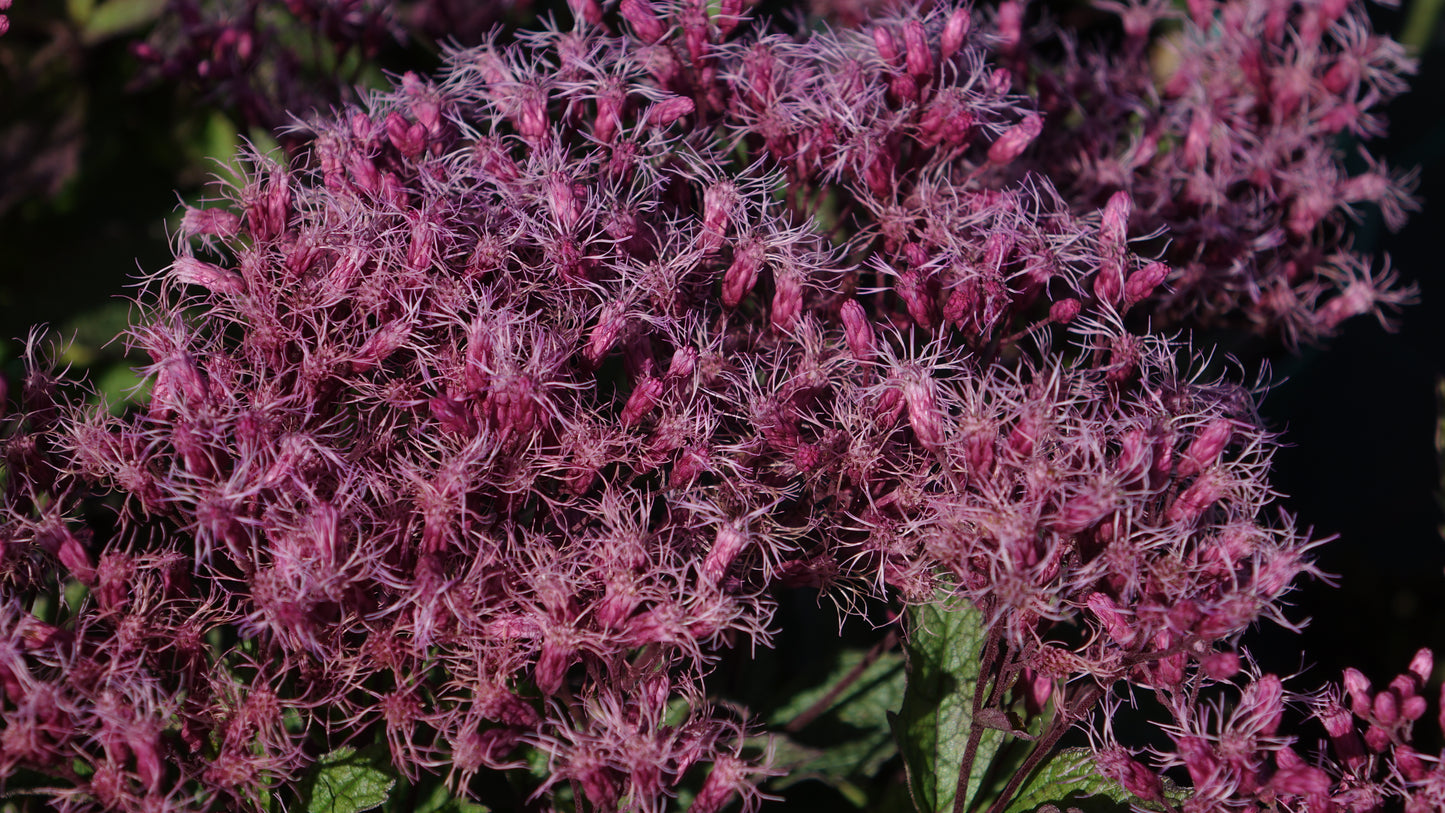 Eupatorium purp. ‘Ruby’