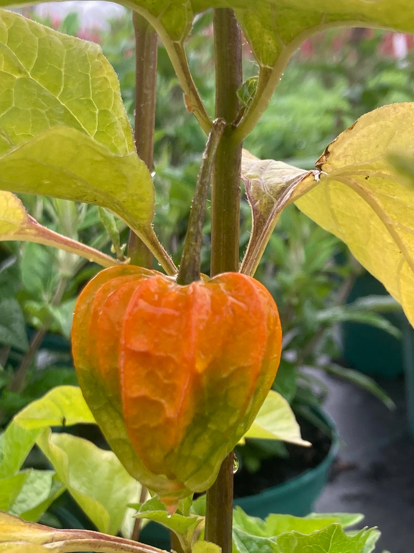 Physalis alk. var. franchetii