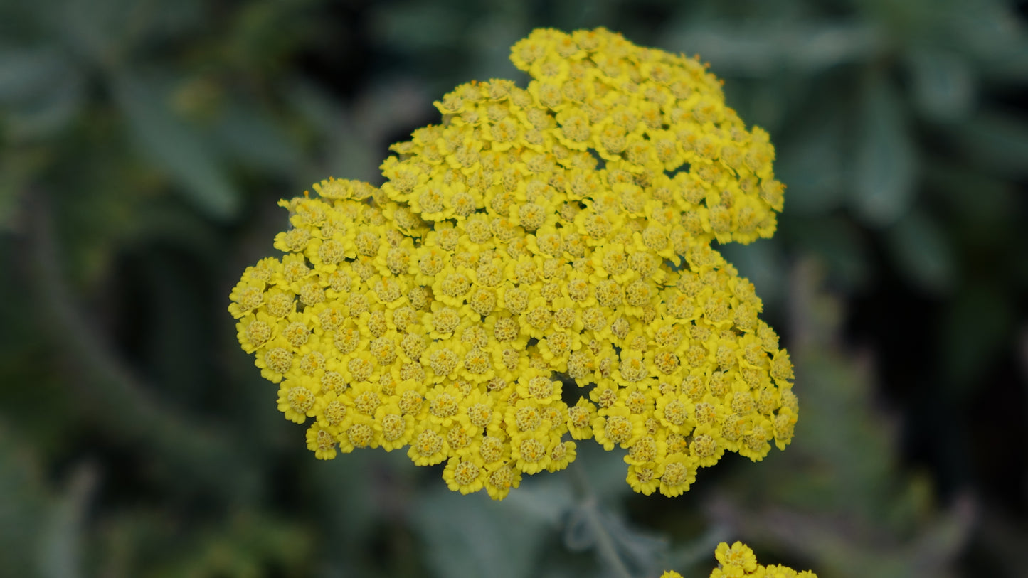 Achillea 'Moonshine'