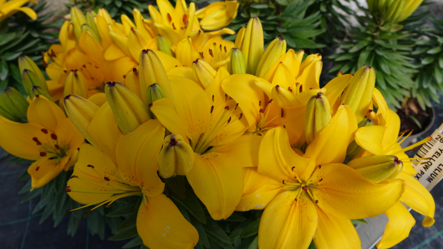 Lilium
'Yellow Pixie'