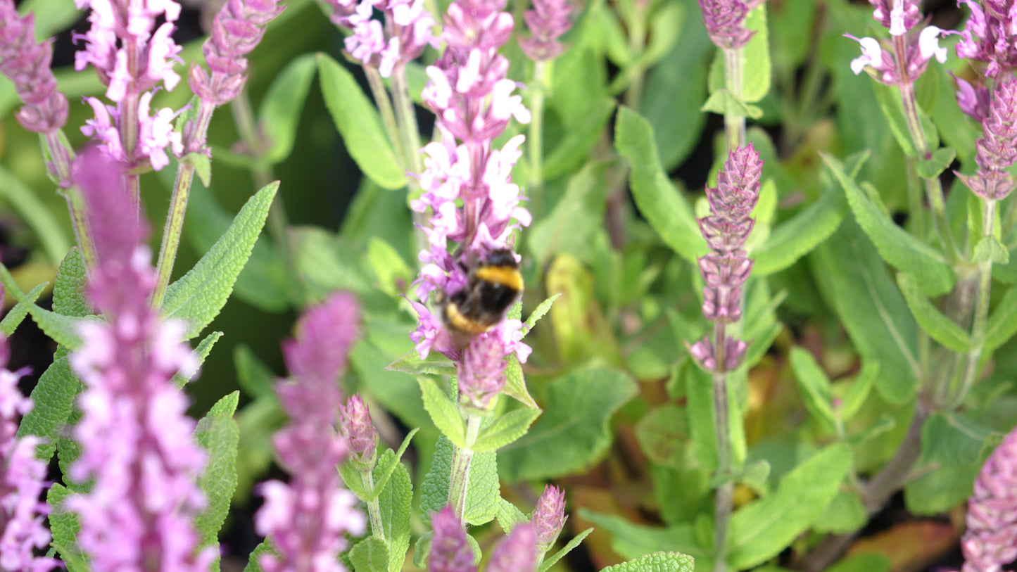 Salvia 'Sensation Pink'