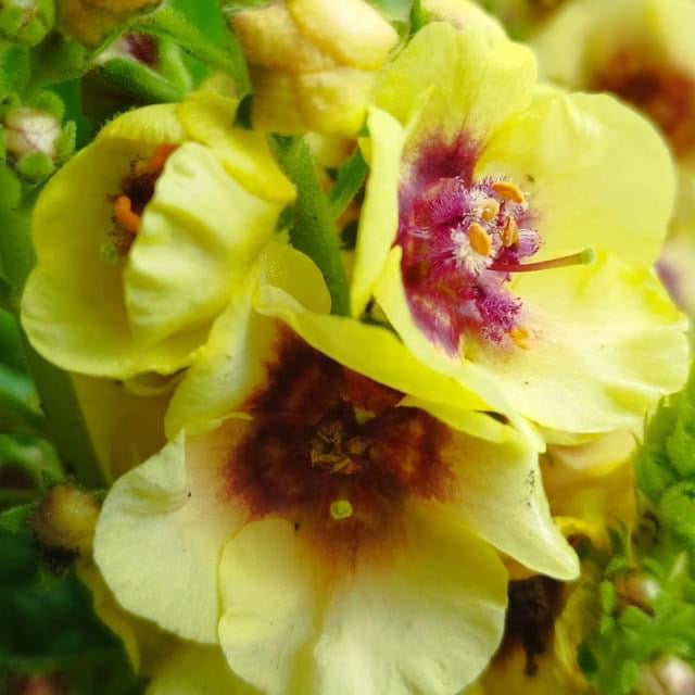 Verbascum ‘Dark Eyes’ ®