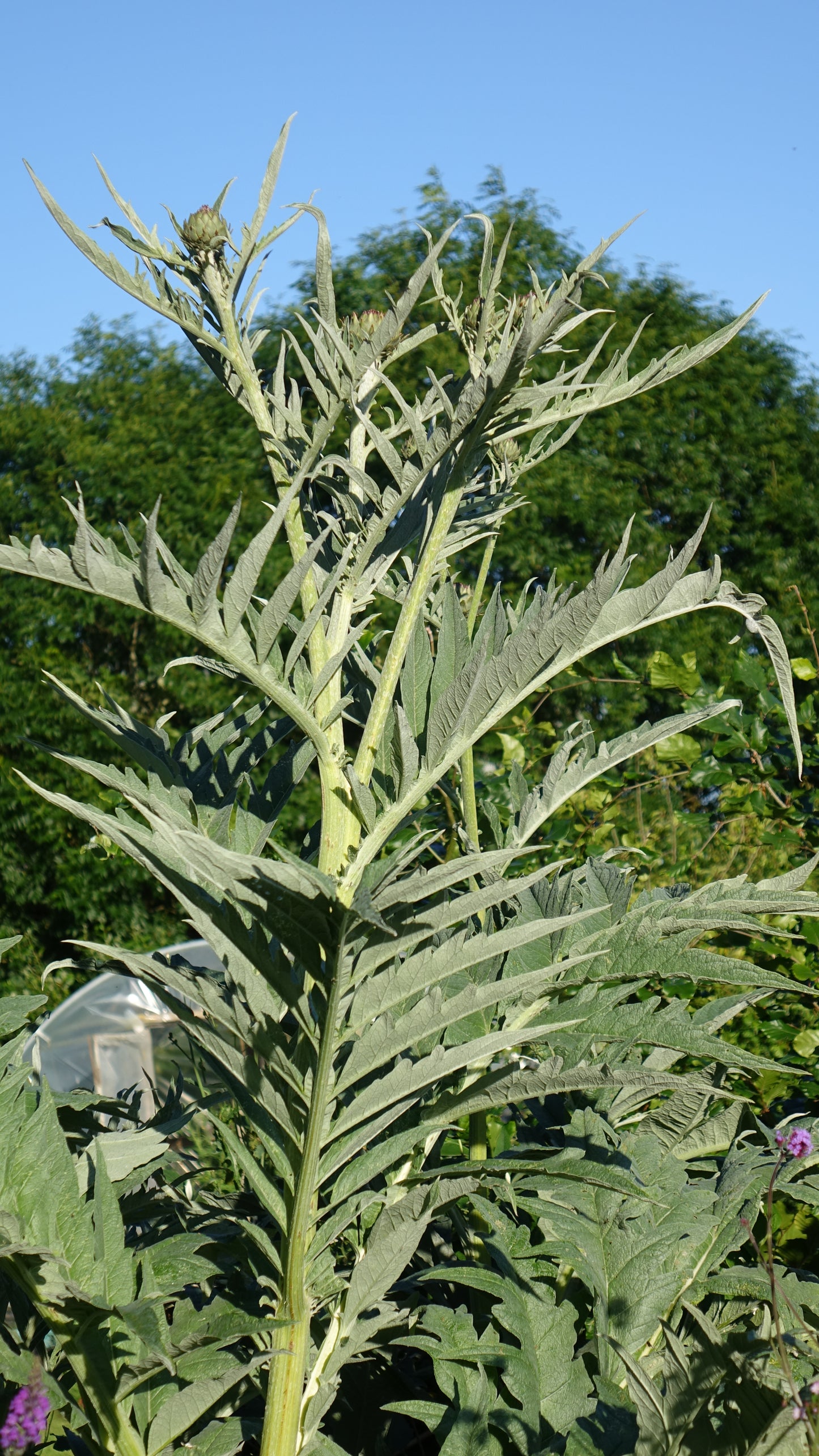 Cynara cardunculus