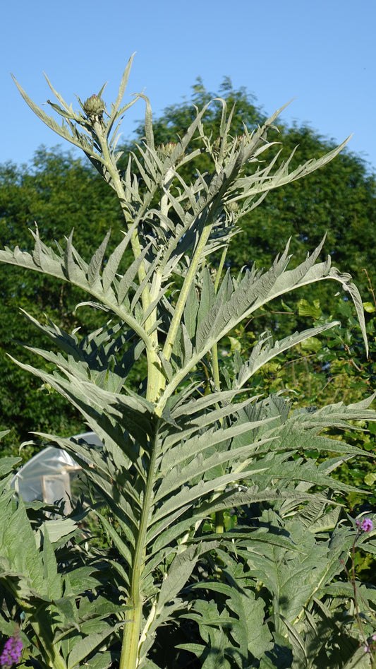 Cynara cardunculus