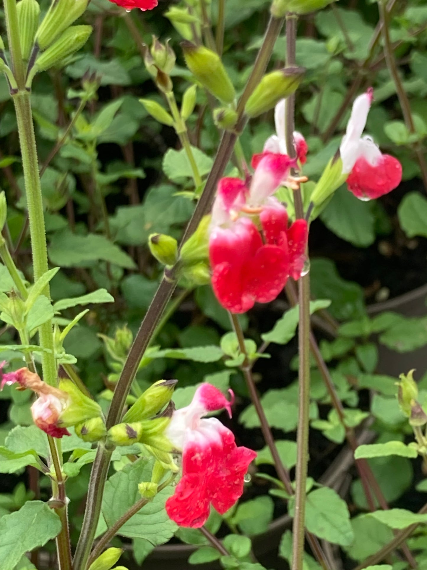 Salvia 'HotLips'