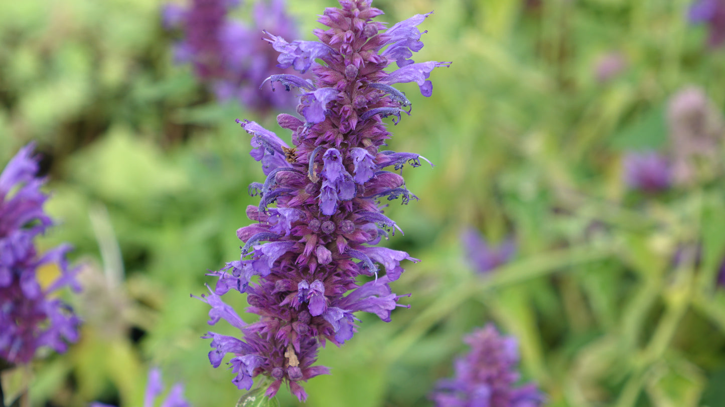 Agastache ‘Blue Boa’