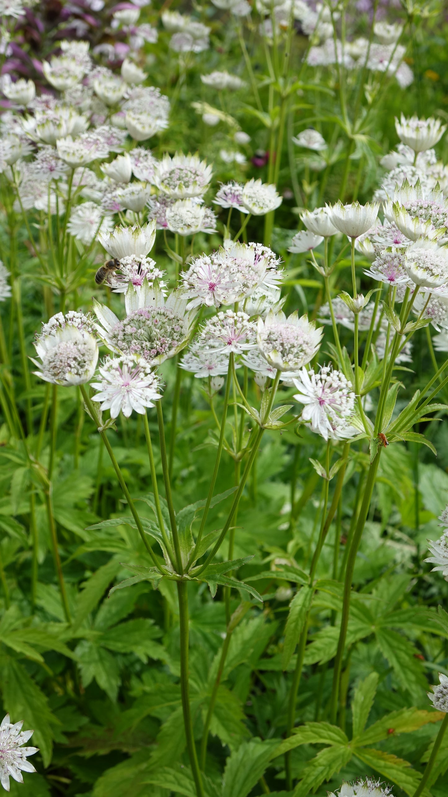 Astrantia major ‘Shaggy’