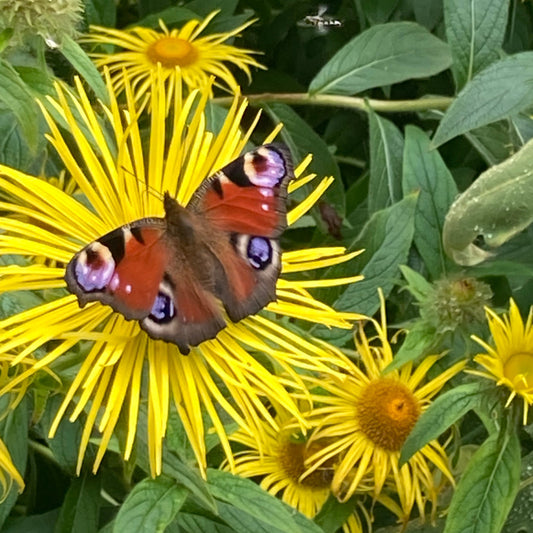 Inula