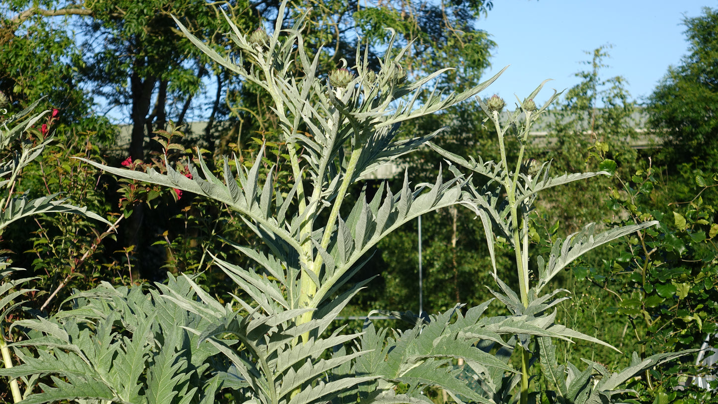 Cynara cardunculus