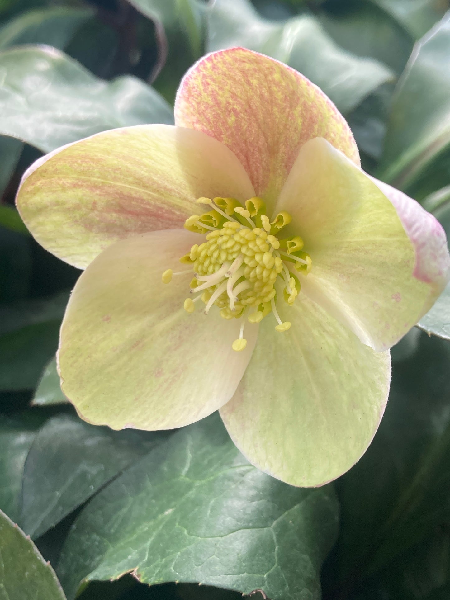 Helleborus ViV 'Valeria'