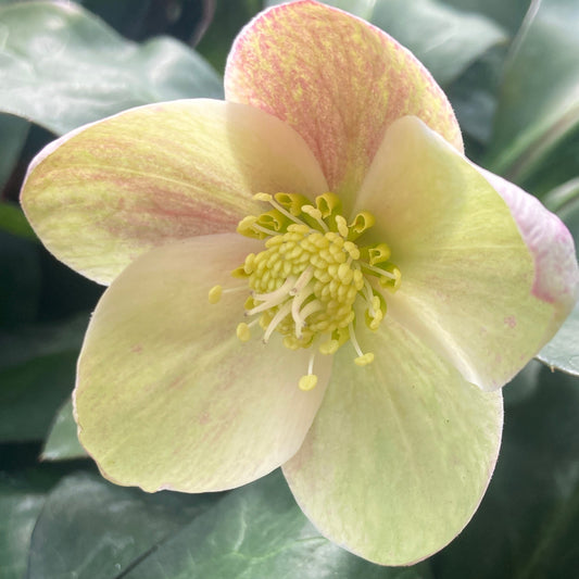 Helleborus ViV 'Valeria'