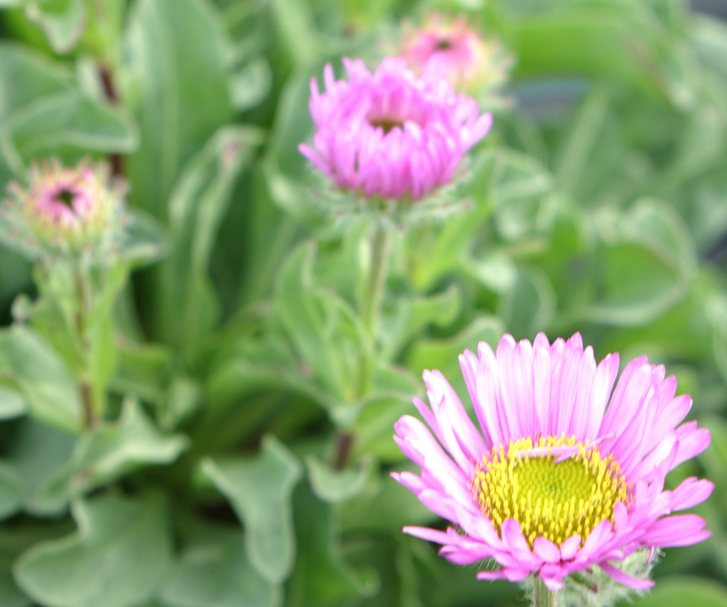 Erigeron 'Sea Breeze' ®