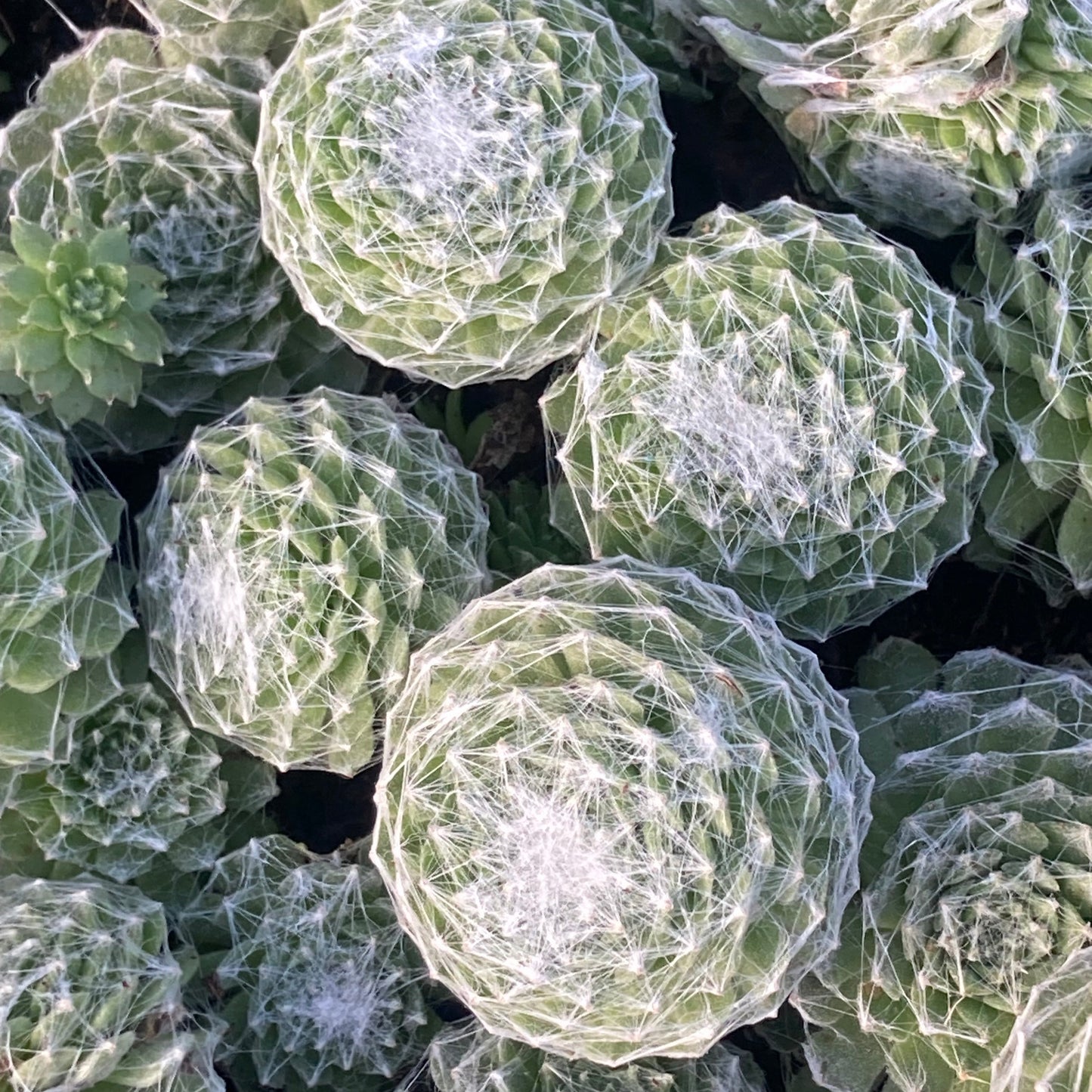 Sempervivum ar. Tomentosum