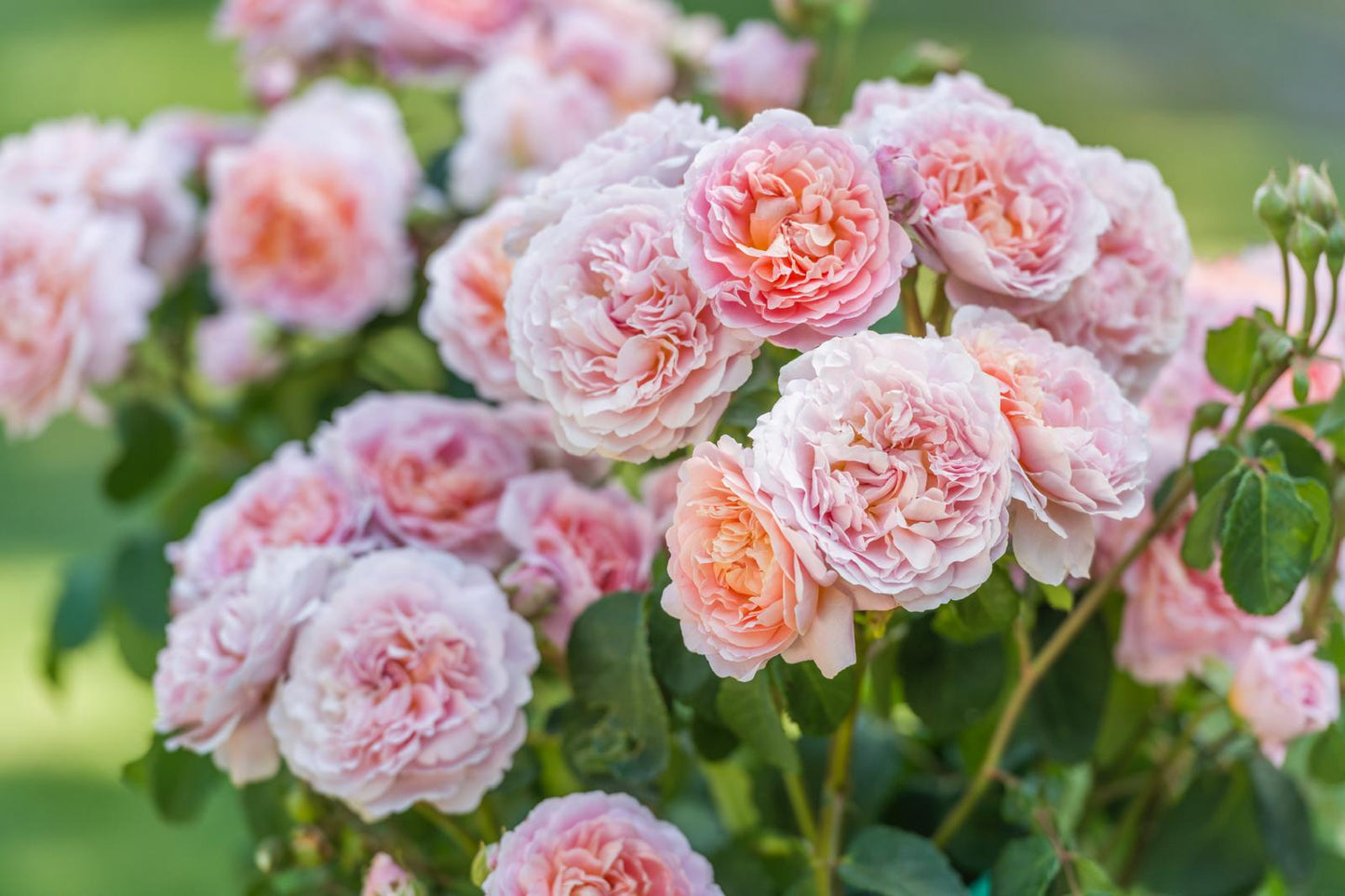 Rose ‘Eustacia Vye’ David Austin Rose