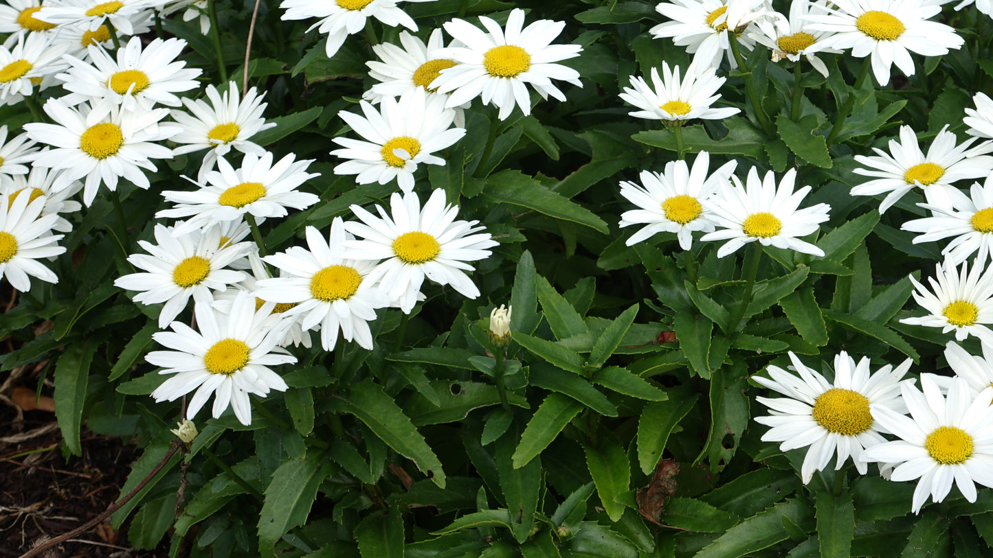 Leucanthemum 'Shortstop'