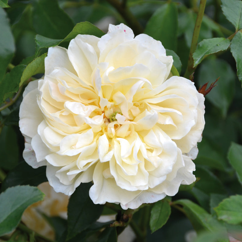 Rosa 'Lichfield Angle' (Ausrelate) David Austin Rose