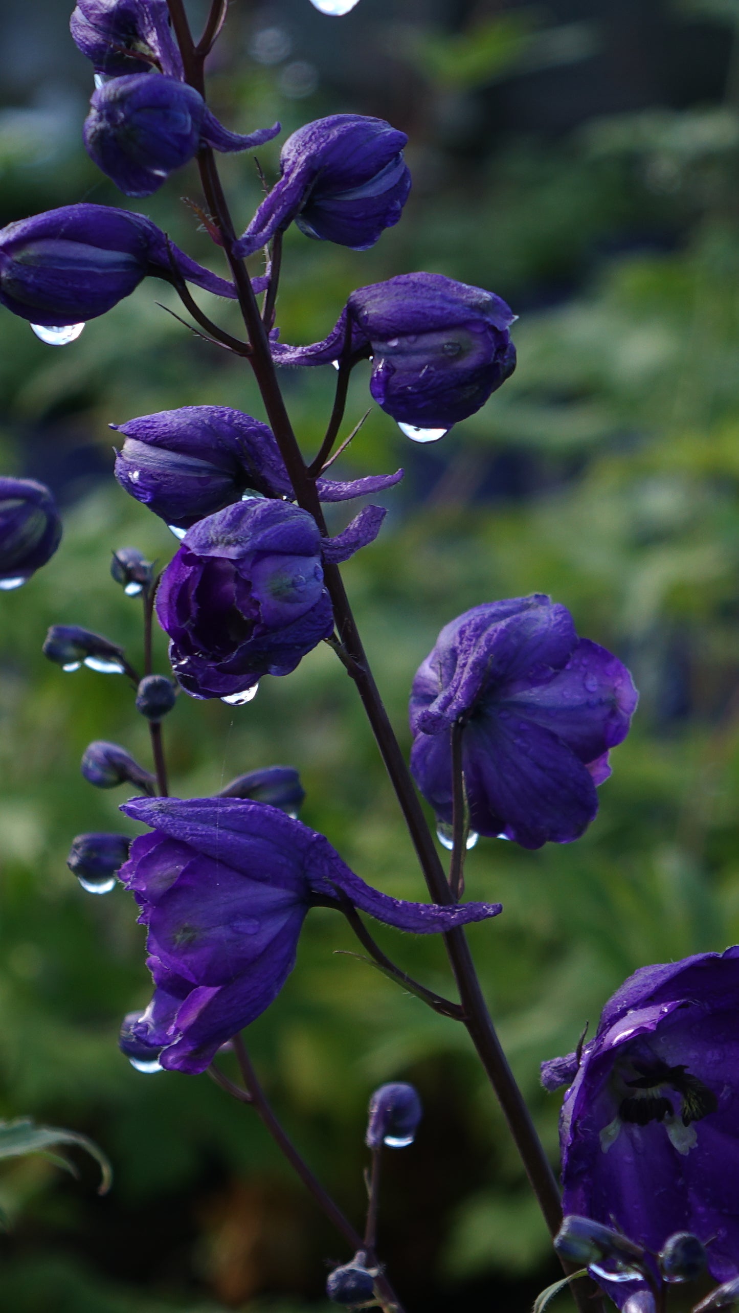 Delphinium 'Black Knight'