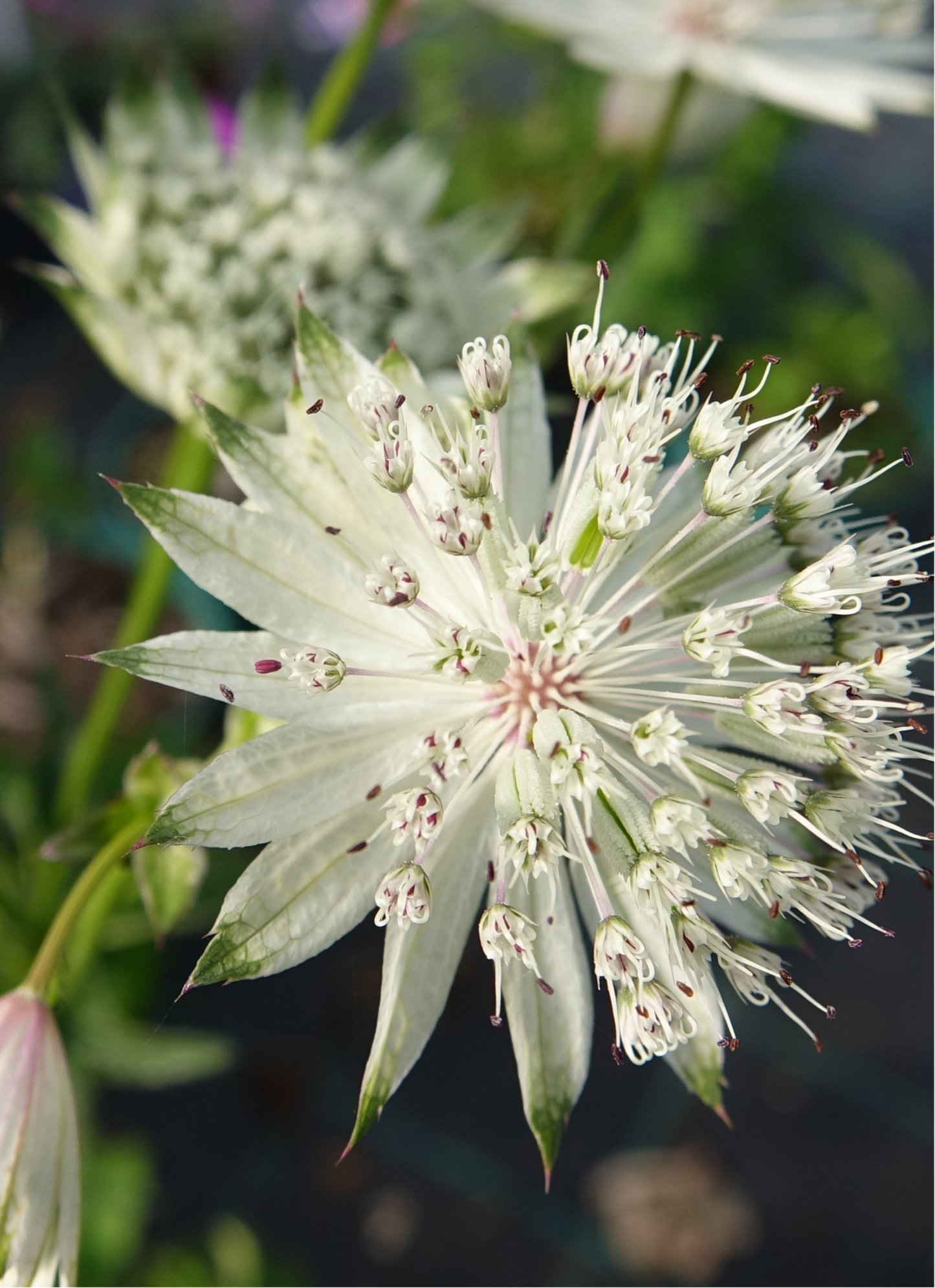 Astrantia major ‘Shaggy’