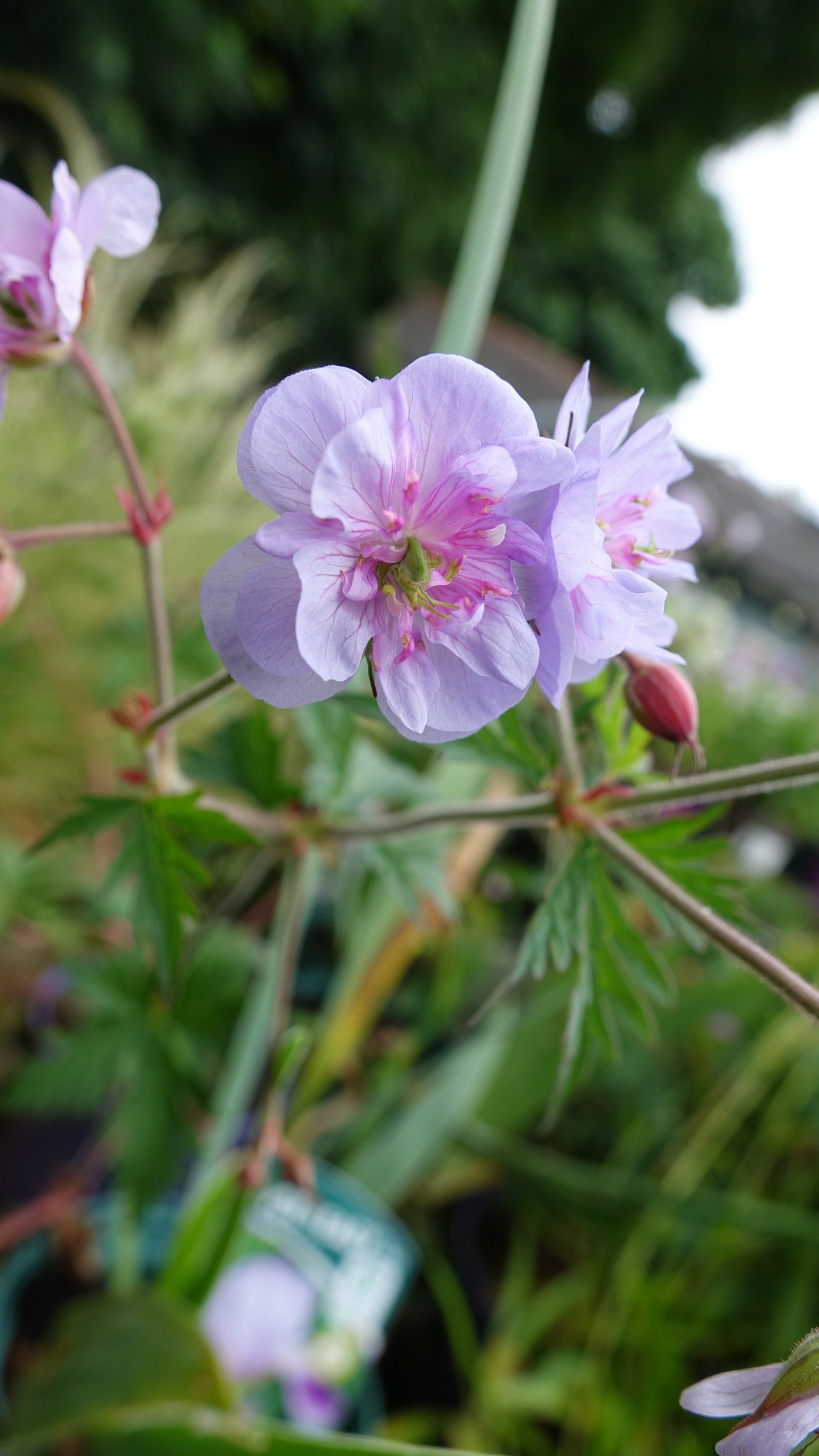 Geranium pratense 'Summer Skies'