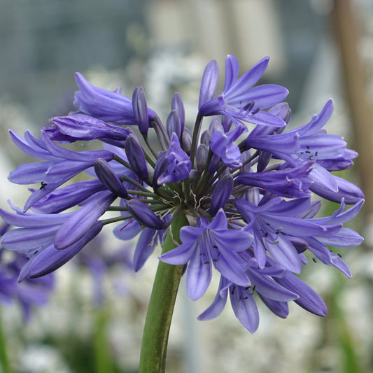 AGAPANTHUS
‘BLUE MAGIC’