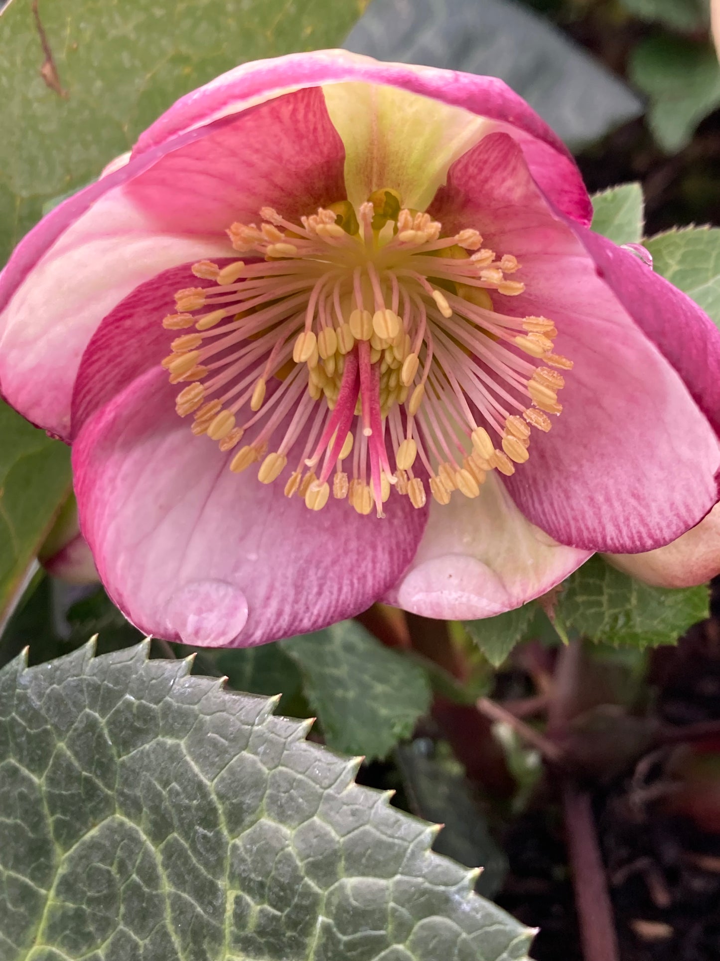 Helleborus Frostkiss ‘Glenda’s Gloss’