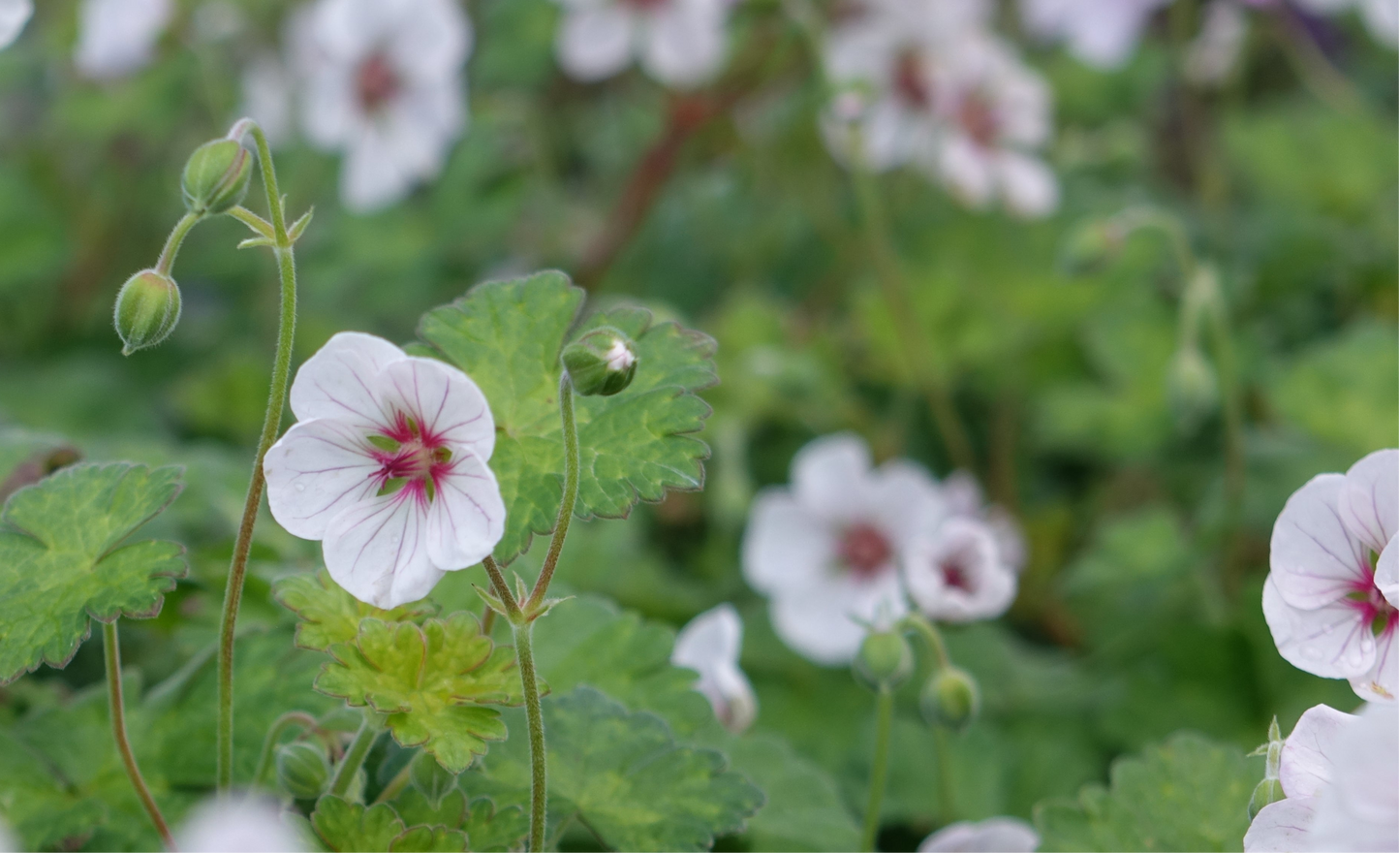 Geranium 
'Coombland’
White