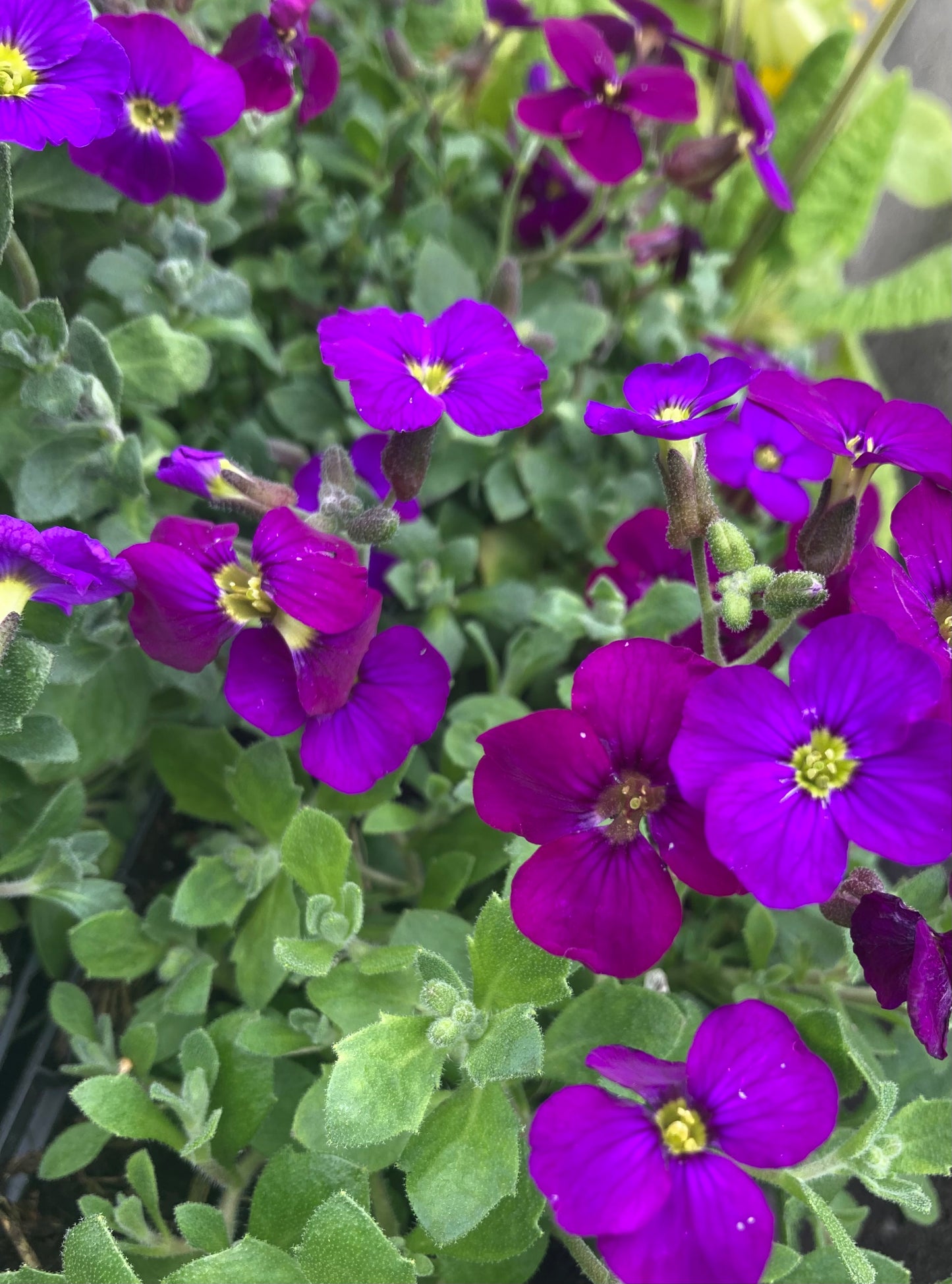 Aubrieta ‘Audrey Blue’