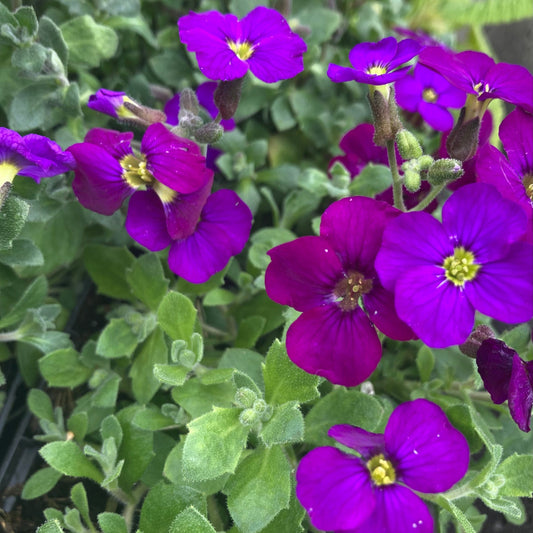 Aubrieta ‘Audrey Blue’