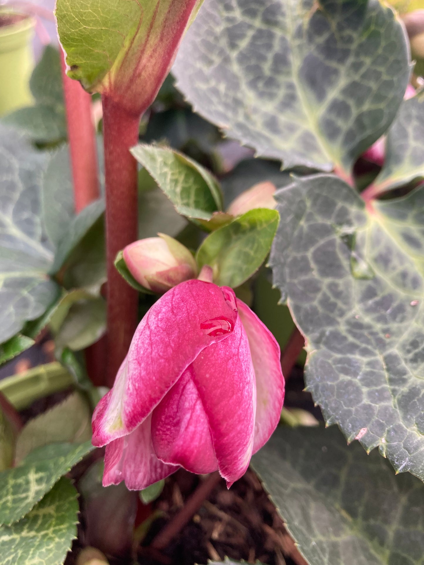 Helleborus Frostkiss ‘Glenda’s Gloss’