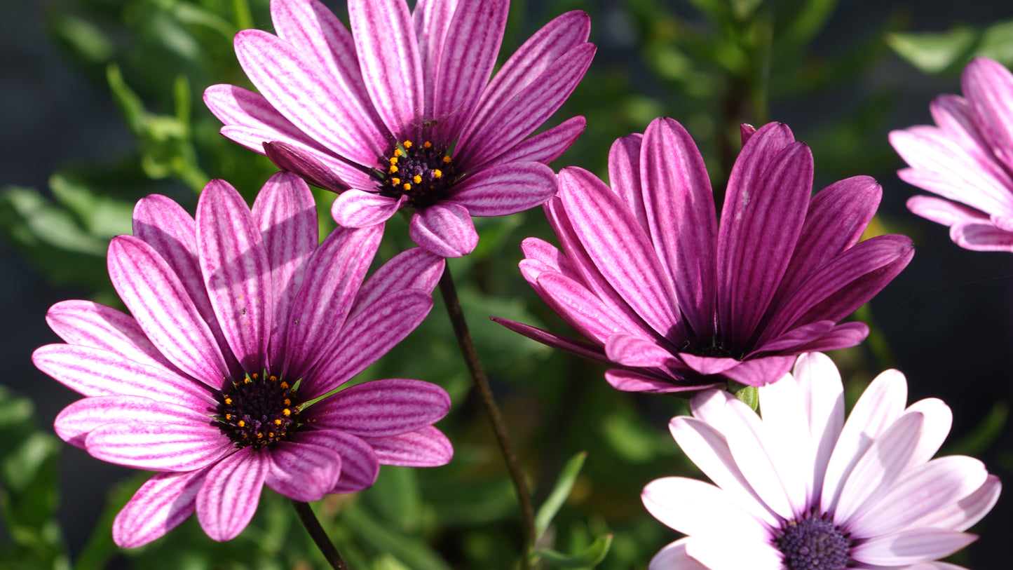 OSTEOSPERMUM
 'SENNEN SUNRISE'