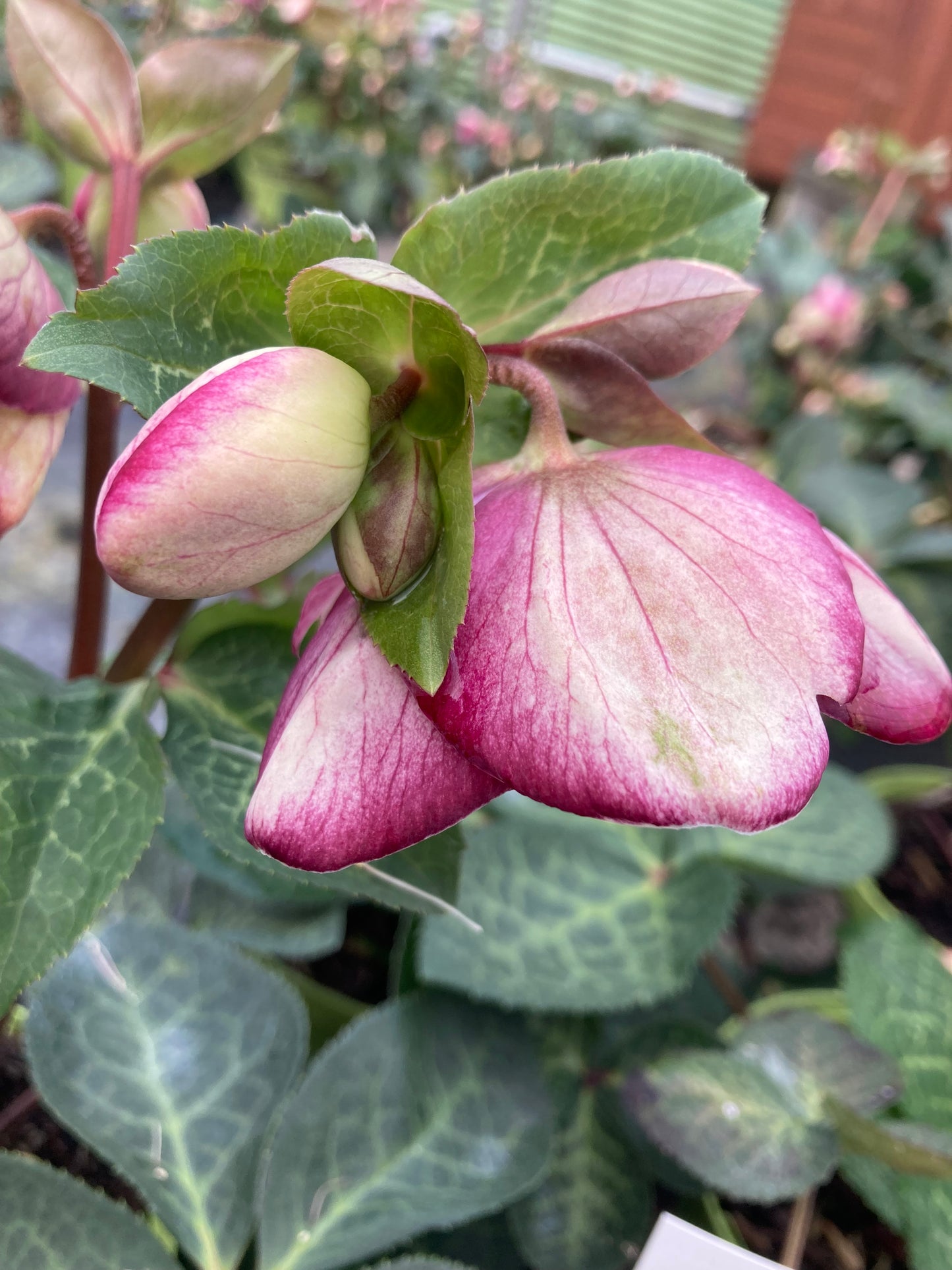 Helleborus Frostkiss ‘Glenda’s Gloss’