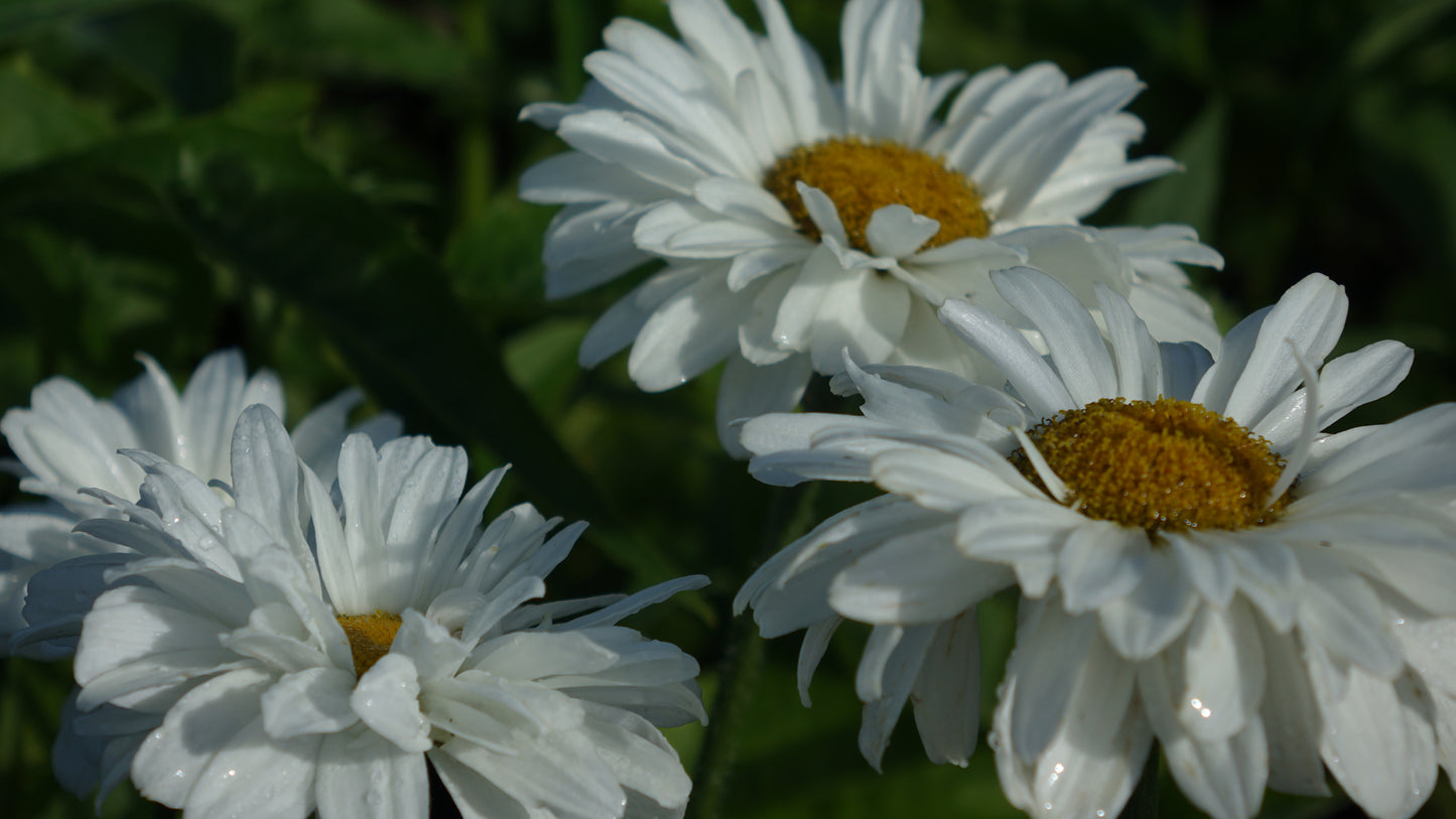 Leucanthemum 'Victorian Secret'