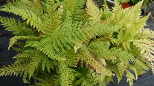 Polystichum set. 'Herrenhausen'