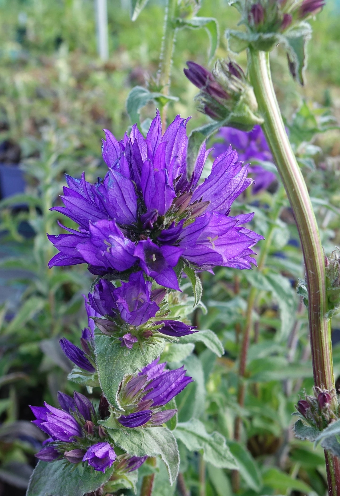 Campanula glom. 'Superba'