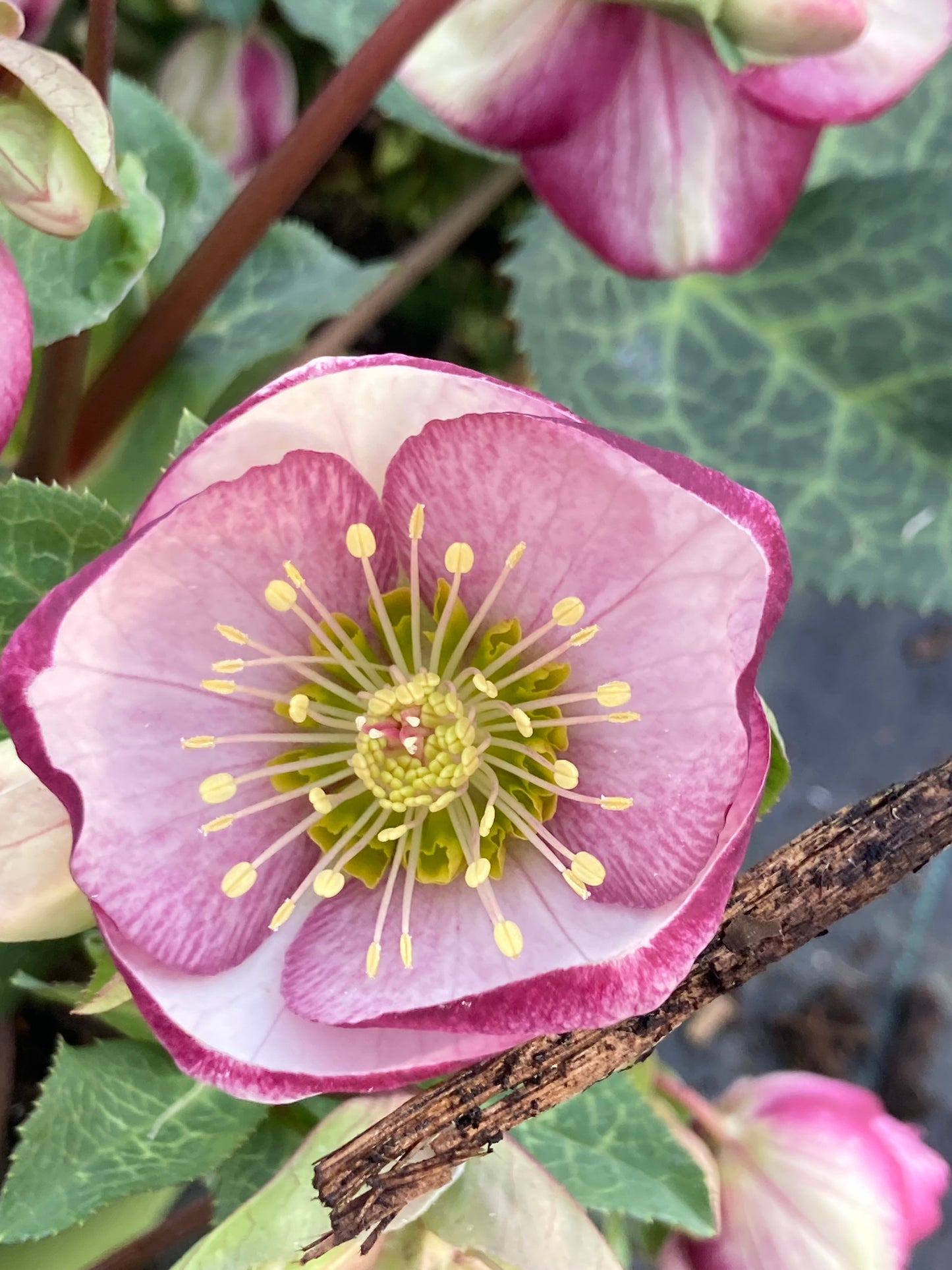 Helleborus Frostkiss ‘Glenda’s Gloss’