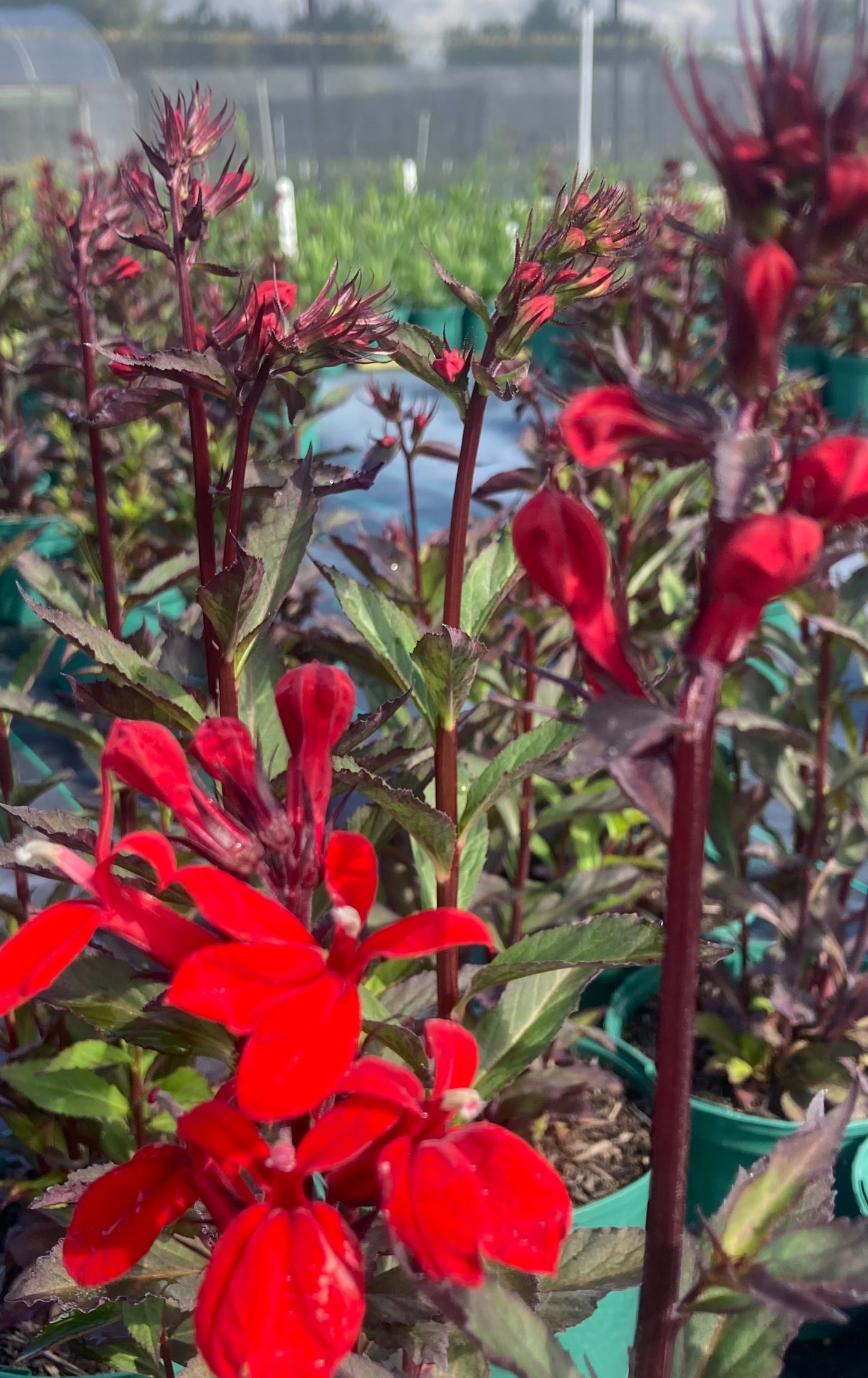 Lobelia 'Starship Scarlet' ®