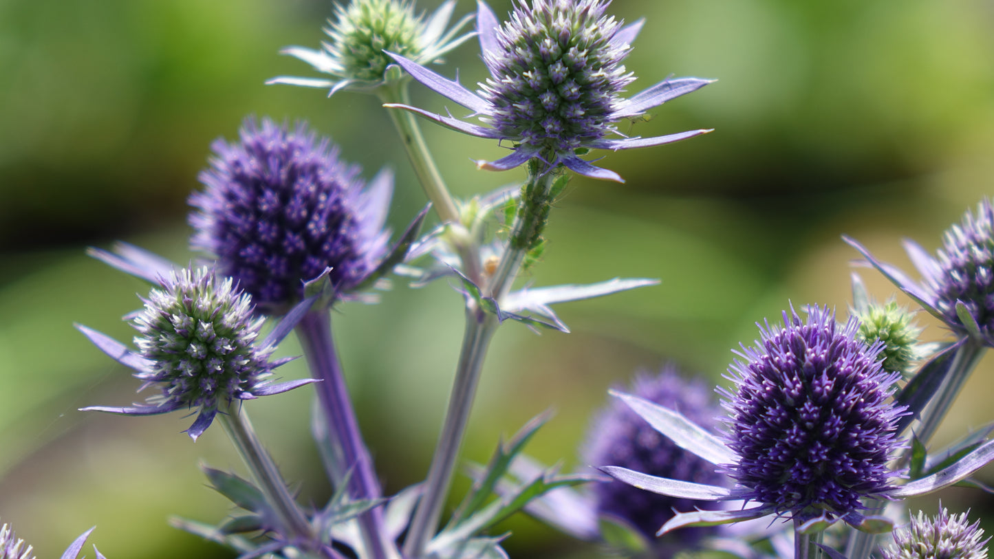 Eryngium planum 'Blue Hobbit' 2 Litre Pot