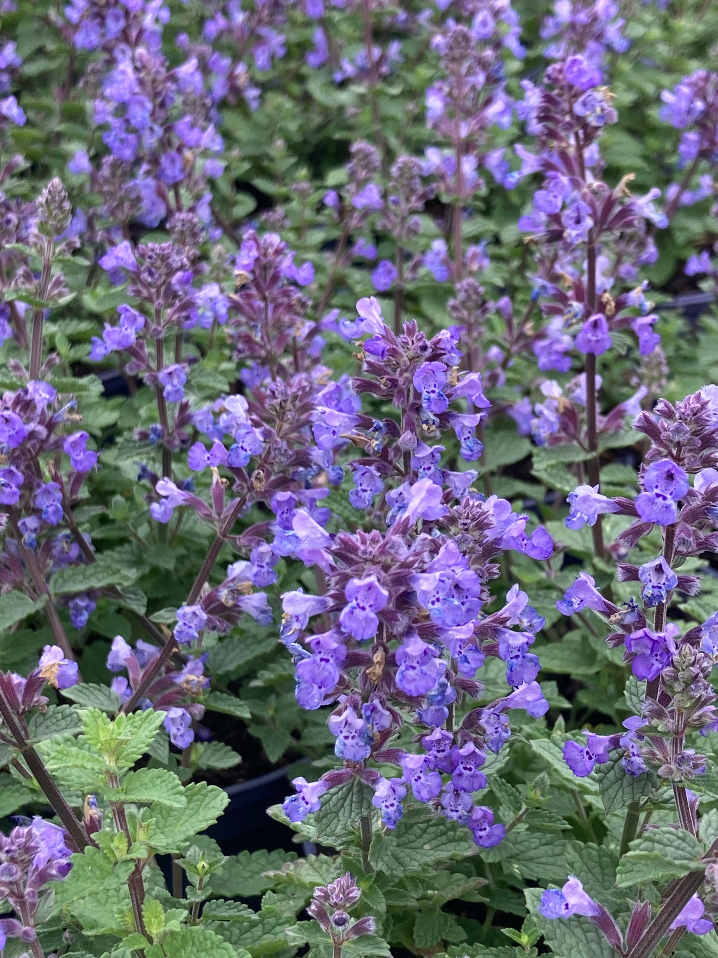 Nepeta 'Purrsian Blue'