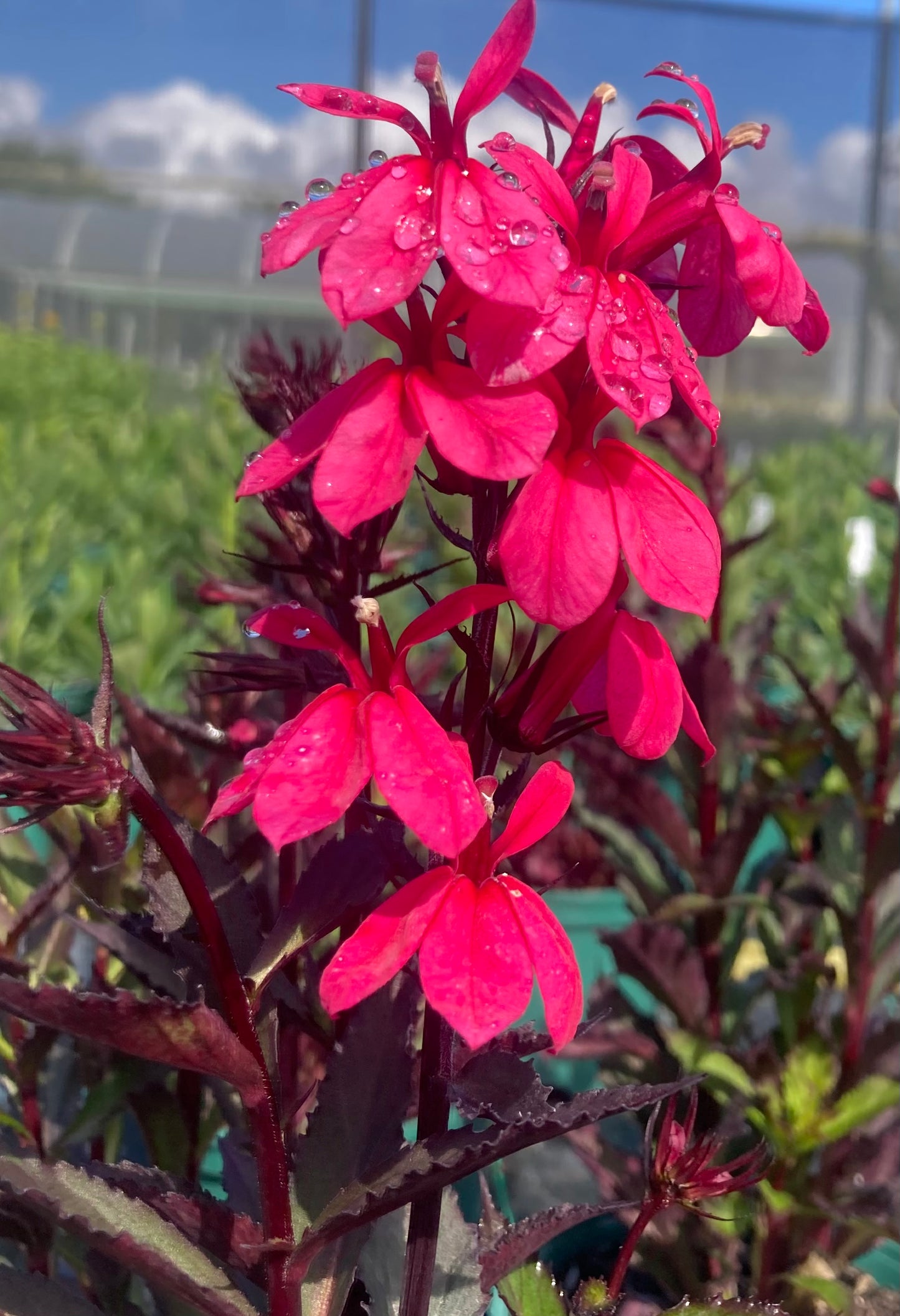 Lobelia Starship 'Deep Rose'