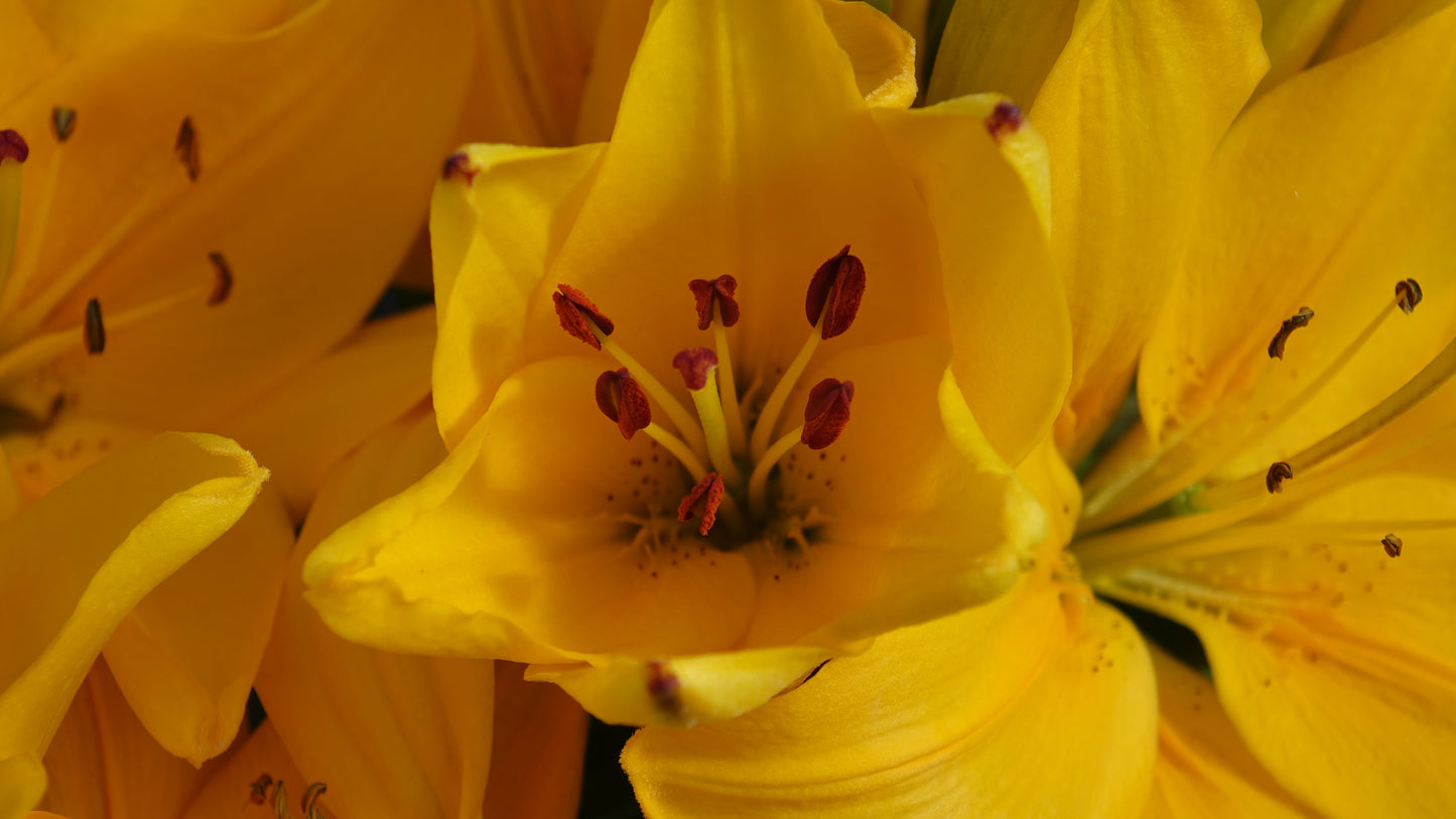 Lilium
'Yellow Pixie'