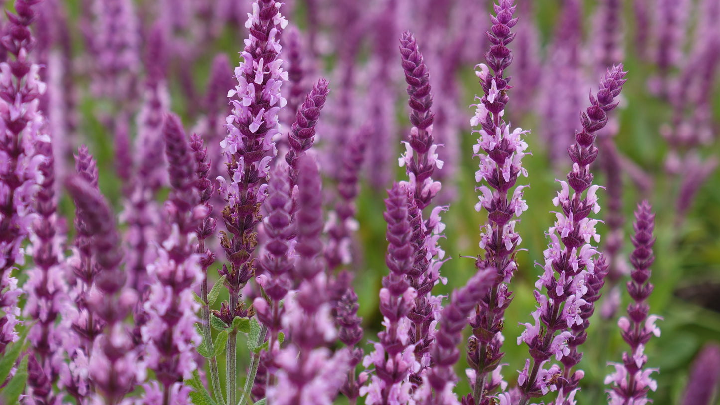 Salvia 'Sensation Pink'