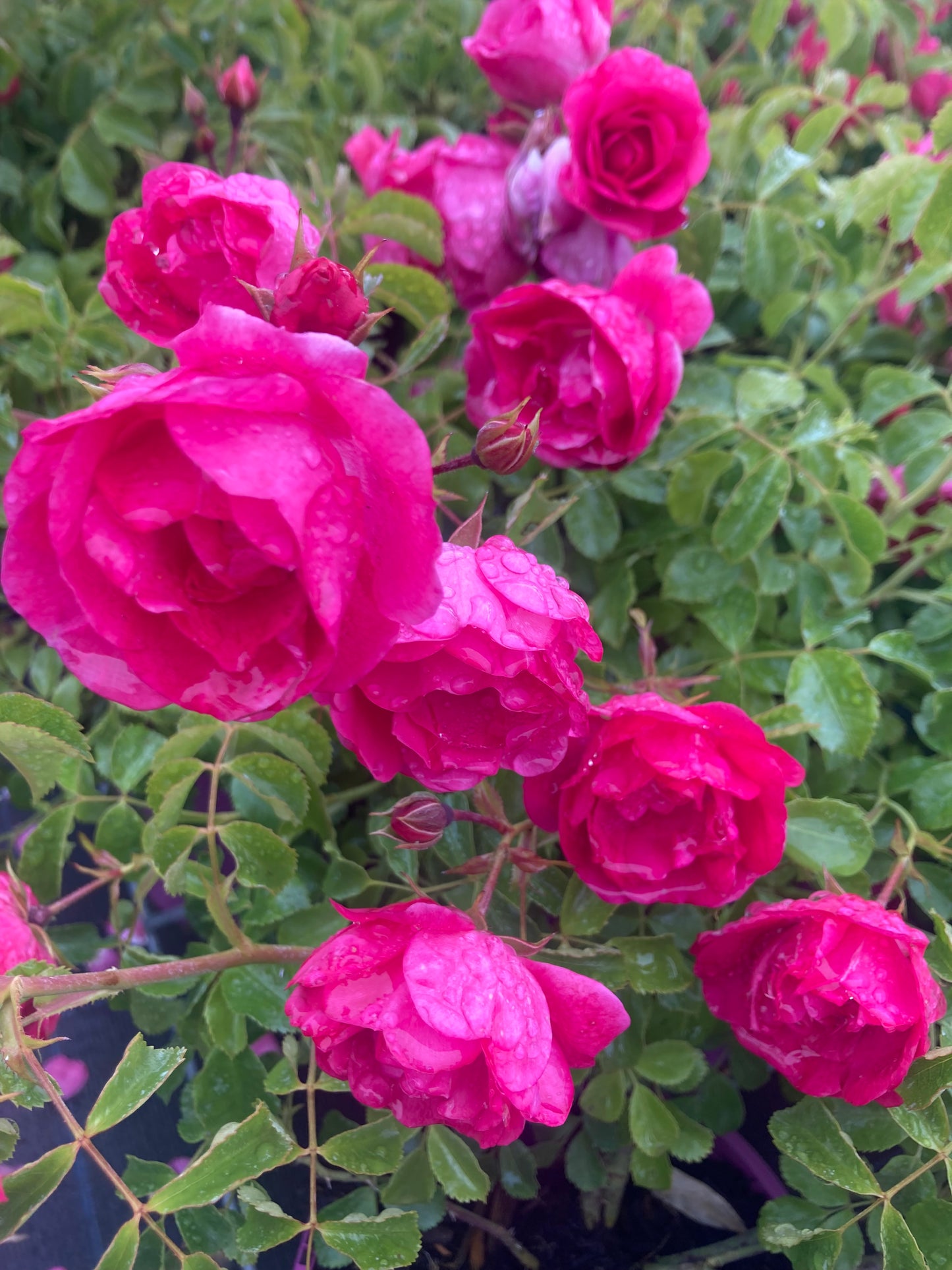 Rosa Lovely Fairy Groundcover Rose