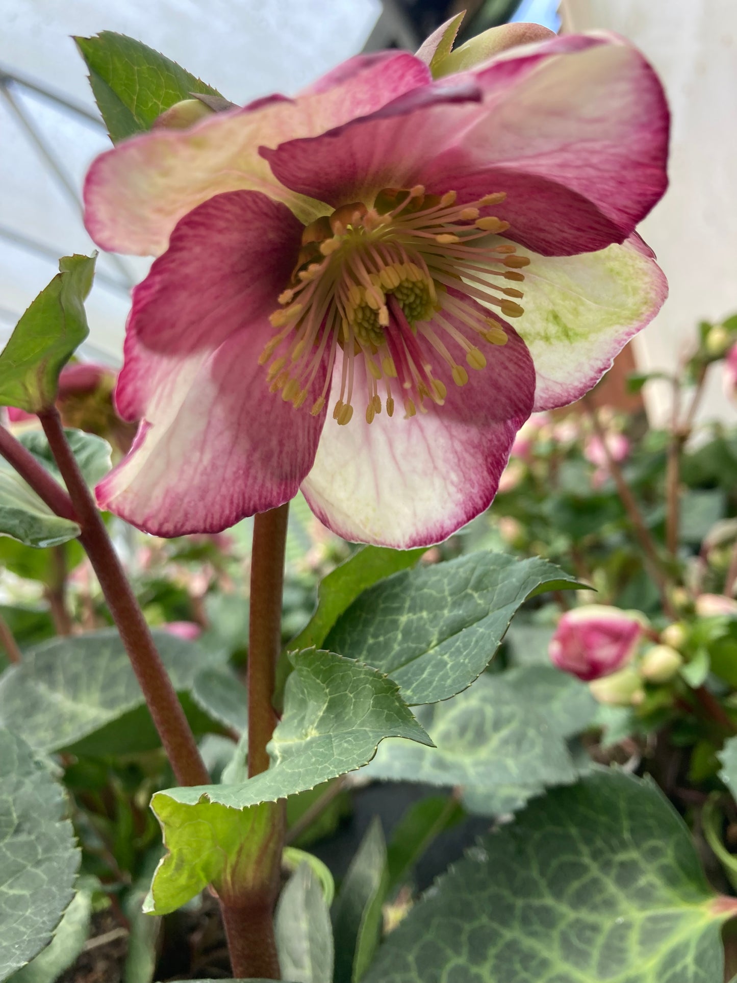 Helleborus Frostkiss ‘Glenda’s Gloss’