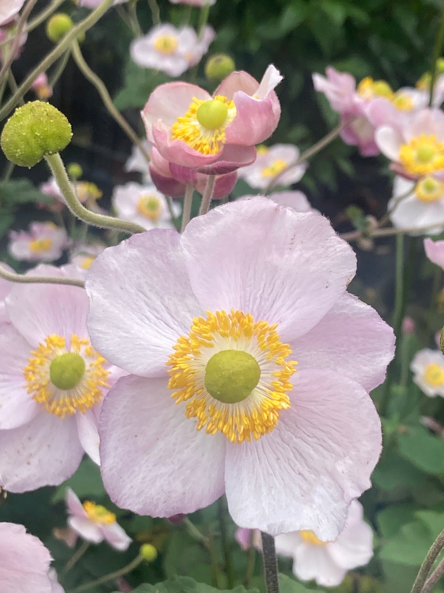 Anemone h. ‘September Charm’