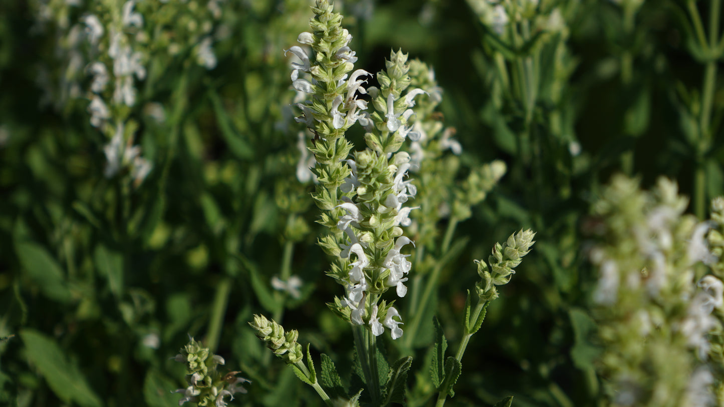 Salvia nemerosa 'Schneehugel'