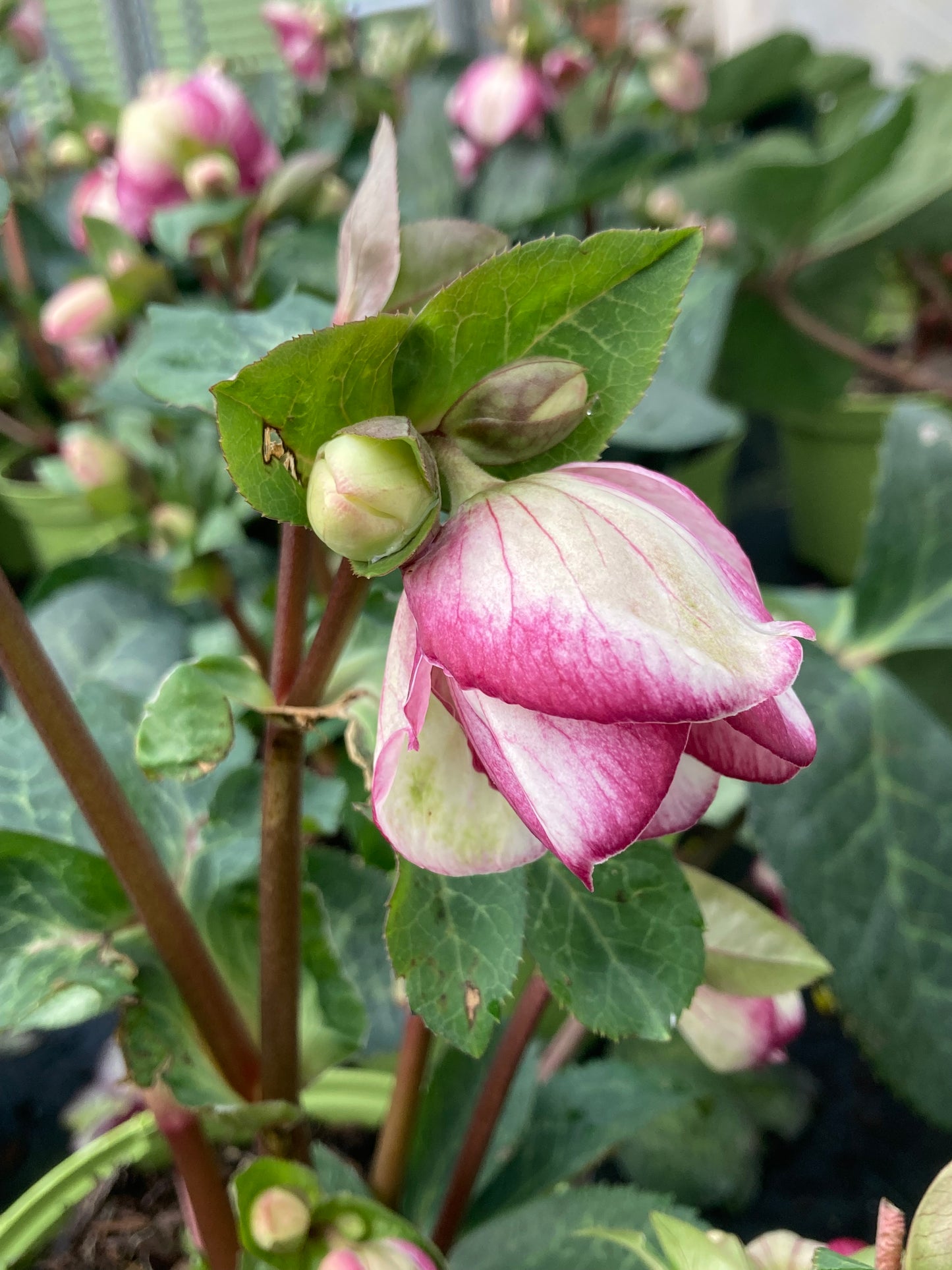 Helleborus Frostkiss ‘Glenda’s Gloss’